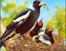 pa AGA 06 EgoGuiotto Magpies. Guiotto, ���