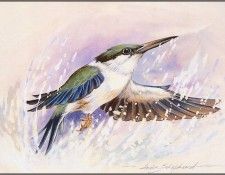 pa EricShepherd 02 Red BackedKingfisher. , 