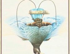 BarrettPeter PrinceRudolphsBlueBirdofParadise-We. , 