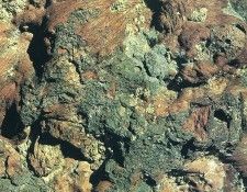 art 704. , 