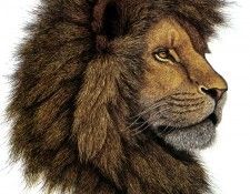 kb Gustavson Greg-African Lion. , Greg