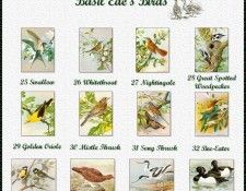 !pa BasilEde Index 03. ���, �������