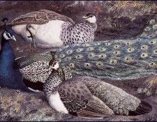 43615. Tunnicliffe, 
