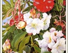 bs-flo- Marianne North- Indian Rhododendrons. , 