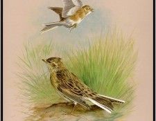 EdeBasil-TheSkylark-sj. , 