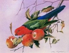 kb Shepherd Eric 10 King Parrot. ������, ����