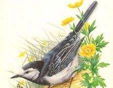 abs 16 white wagtail. , 