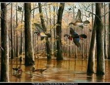 cr MaynardReece006. ���, �������