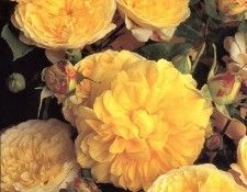 Clay Perry - Yellow Buttons, De. , 