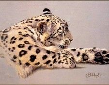 bs-na- Guy Coheleach- Preening Snow Leopard. Coheleach, 