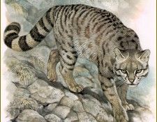 PO pfrd 035 Colocolo ou Chat des Andes. Dallet, 