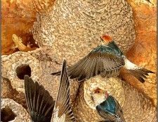pa TonyOliver BirdsBuildNests 07b. , 