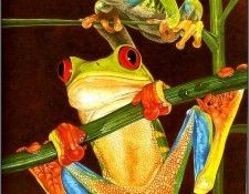pa TonyOliver FrogsSingSongs 01b. , 