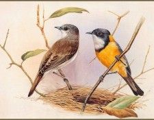 pa EricShepherd 12 GoldenWarbler. ������, ����