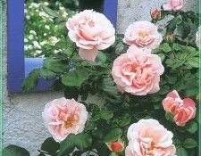 HeritageRoses Fantin-Latour-WeaISC. ����, Saxon