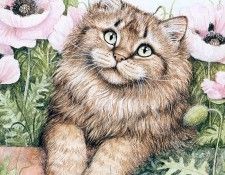 kb Cook Debbie 2001 05. ���, �����