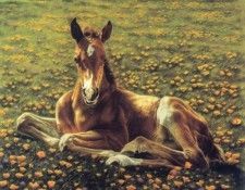 kb Harrison Flower Child. ��������, �����