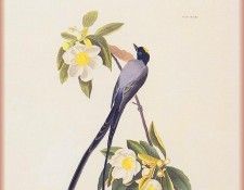ma Audubon Fly Catcher. Audubon, ���� ������