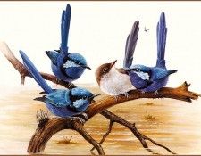 pa EricShepherd 08 SplendidWren. , 