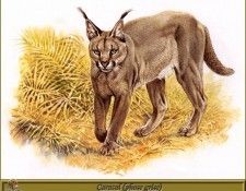 PO pfrd 061 Caracal phase grise. Dallet, 