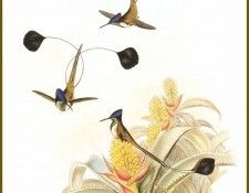 PO ptb 11 Colibri  Raquettes de Loddiges. , 