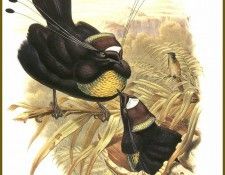 PO ptb 47 Paradisier Sifilet. , 