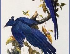 ma Audubon Jays. Audubon,  