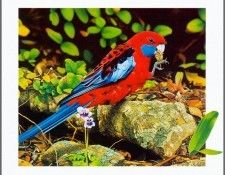 pa AusGeoArt 2003 03 EgoGuiotto CrimsonRosella. Guiotto, 