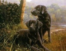 Ipl 0009 Country Companions JohnSilver sqs. ,    