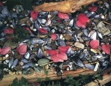 art 726. ������, �����