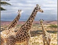 kb Kelley Rick-Giraffes in Serengeti. , Rick