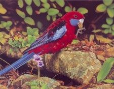Oz AGls003 Ego Guiotto Crimson Rosella Painting. Guiotto, 