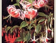 bs-flo- Johan Laurentz Jensen- Rubrum- Lilies And Fuschias. ������, ����� Laurentz