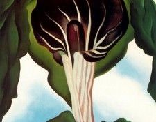 32337. OKeeeffe, ������