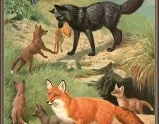 cr WalterWebber-03-AlaskaRedFox. ������, �������