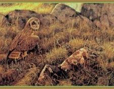 drum011 Robert Bateman Prairie Evening - Short Eared Owl. Bateman, Роберт