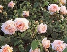 Clay Perry - Abraham Darby, De. , 