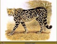 PO pfrd 058 Gupard royal. Dallet, 