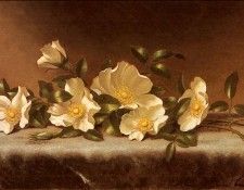 Heade Martin Johnson Cherokee Roses On A Light Gray Cloth. ����, ������ �������