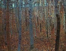Klimt Beech Forest I, 1902, oil on canvas, Moderne Galerie, . , 