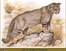 PO pfrd 104 Chat des pampas de Patagonie. Dallet, 