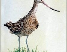 D50-AWE113-BR-Marbled Godwit. Bansemer, ������