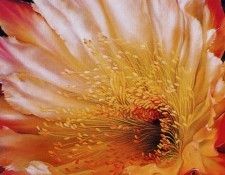 Lyn Diefenbach - Cactus Trilogy 3, De. Diefenbach, 