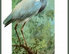D50-AWE050-RB-Tricolored Heron 3. Bansemer, ������