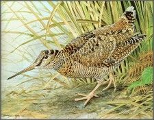 pa BasilEde 47 Woodcock. ���, �������