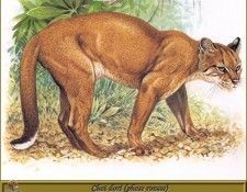 PO pfrd 070 Chat dor� phase rousse. Dallet, ������