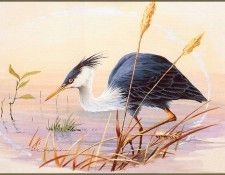 pa EricShepherd 08 PiedHeron. , 