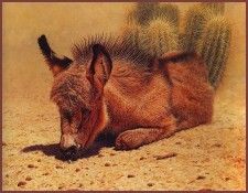 lrsCableLee-DesertBeauty. , 