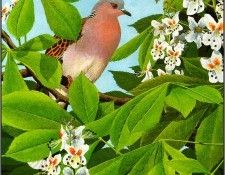 pa NormanArlott 10 TurtleDove. Arlott, ������