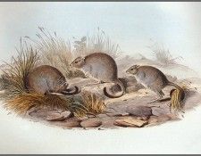 pa AVM end 04 Gould Brush-TailedBettong. , 